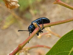 Chrysochus cobaltinus