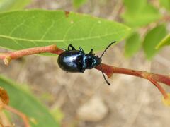 Chrysochus cobaltinus