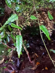 Rubus schmidelioides