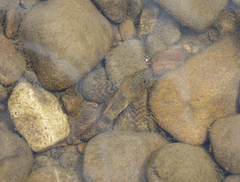 Cottus poecilopus