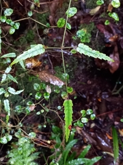 Rubus schmidelioides