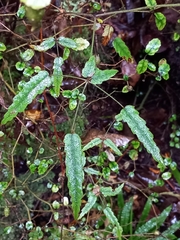 Rubus schmidelioides