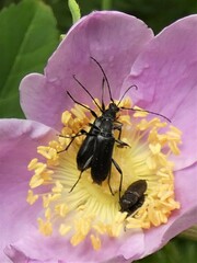 Grammoptera subargentata