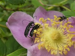 Grammoptera subargentata
