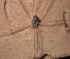Opilio canestrinii