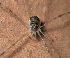 Opilio canestrinii