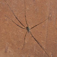 Opilio canestrinii