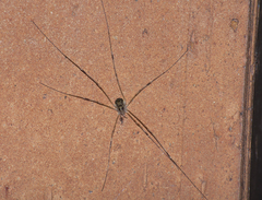 Opilio canestrinii