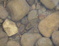 Cottus poecilopus