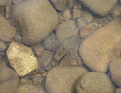 Cottus poecilopus
