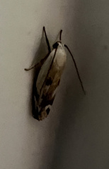 Plectophila discalis