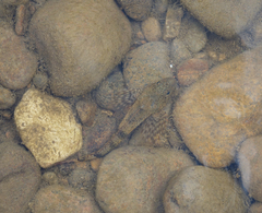 Cottus poecilopus