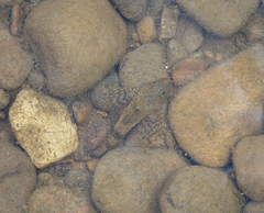 Cottus poecilopus