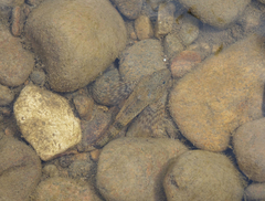 Cottus poecilopus