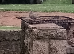 Streptopelia senegalensis
