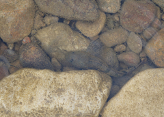 Cottus poecilopus