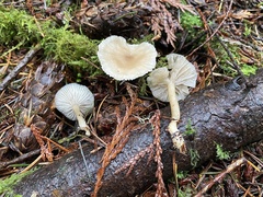 Clitocybe deceptiva