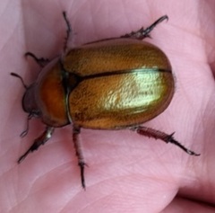 Anoplognathus suturalis