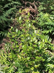 Atherosperma moschatum