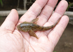 Cottus poecilopus
