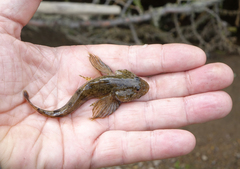 Cottus poecilopus