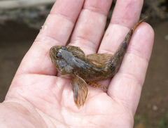 Cottus poecilopus