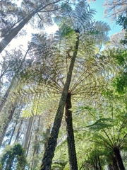 Cyathea australis
