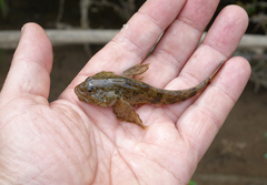 Cottus poecilopus