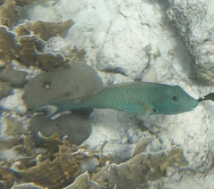 Sparisoma chrysopterum