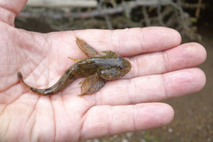 Cottus poecilopus