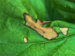 Phyllosticta hamamelidis