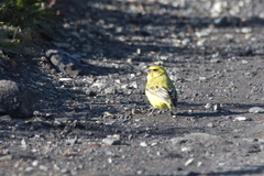 Crithagra flaviventris