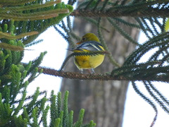Piranga ludoviciana