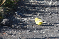 Crithagra flaviventris