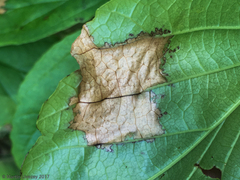 Phyllosticta hamamelidis