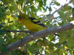 Piranga ludoviciana