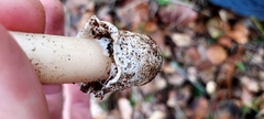 Amanita calyptratoides