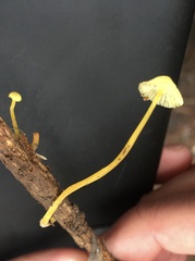 Mycena chusqueophila