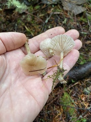 Clitocybe deceptiva