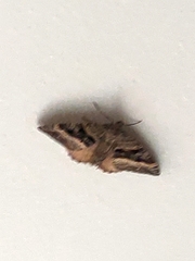 Hydriomena deltoidata