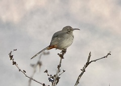 Toxostoma crissale