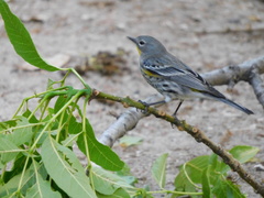 Setophaga coronata auduboni
