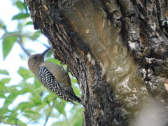 Melanerpes uropygialis