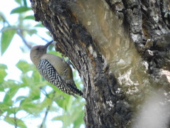 Melanerpes uropygialis