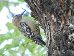 Melanerpes uropygialis