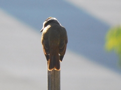 Pitangus sulphuratus