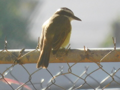 Pitangus sulphuratus