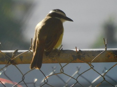 Pitangus sulphuratus
