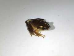 Craugastor metriosistus