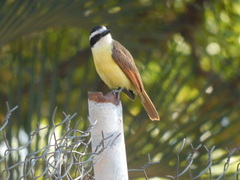 Pitangus sulphuratus